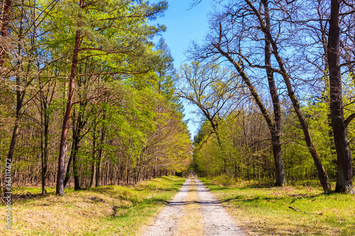 Road in forest on sunny spring day in Puszcza Niepolomicka near Krakow city, Poland