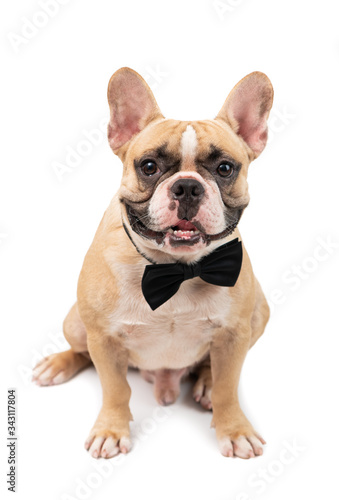 Cute brown french bulldog wearing black bow tie and hungry isolated © kwanchaichaiudom