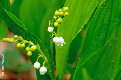 Blooming spring lily of the valley in dew