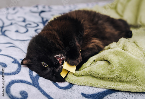 A funny black fluffy cat with big yellow eyes lies on a woolen blanket and nibbles on a yellow napkin. The concept of comfort, self-isolation, quarantine of the coronavirus COVID-19. Stay at home.