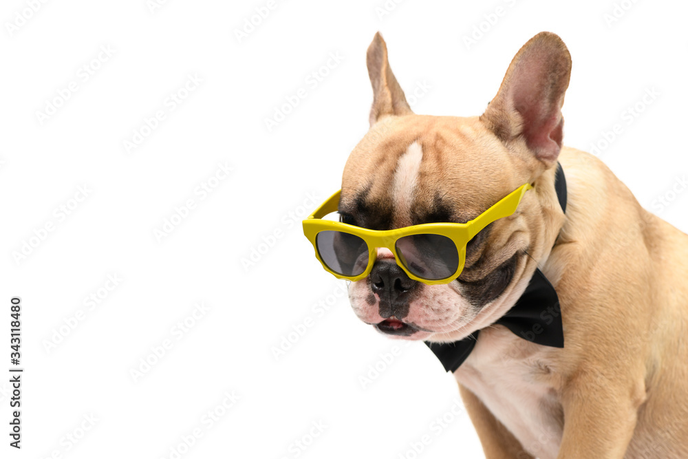 Cute  brown french bulldog wear sunglasses and black bow tie isolated
