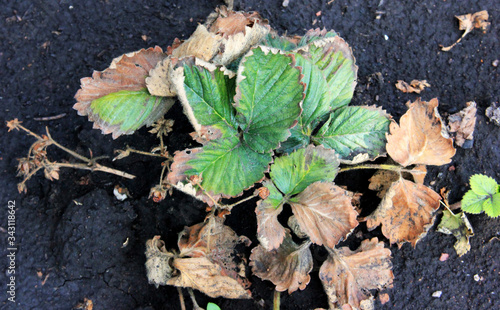 Strawberry illness. Berries disease. Fusarium oxysporum. Crop problem photo