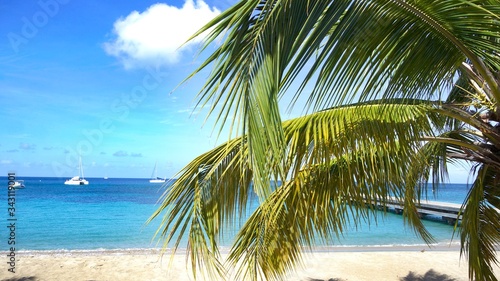Palm tree on the beach with ocean and yachts © Jiri