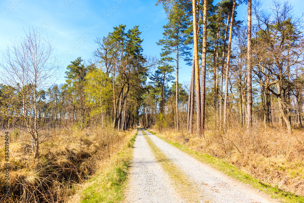 Road in forest on sunny spring day in Puszcza Niepolomicka near Krakow city, Poland Road in forest on sunny spring day in Puszcza Niepolomicka near Krakow city, Poland