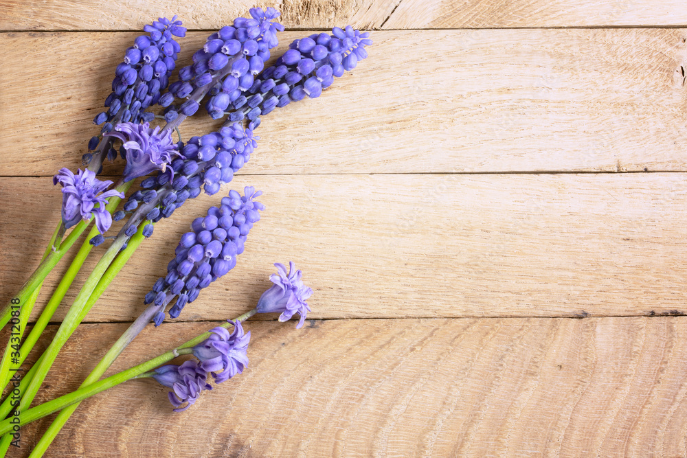 Blue Muscari and Hyacinth flowers close up on wood background Blue Muscari and Hyacinth flowers close up on wood background