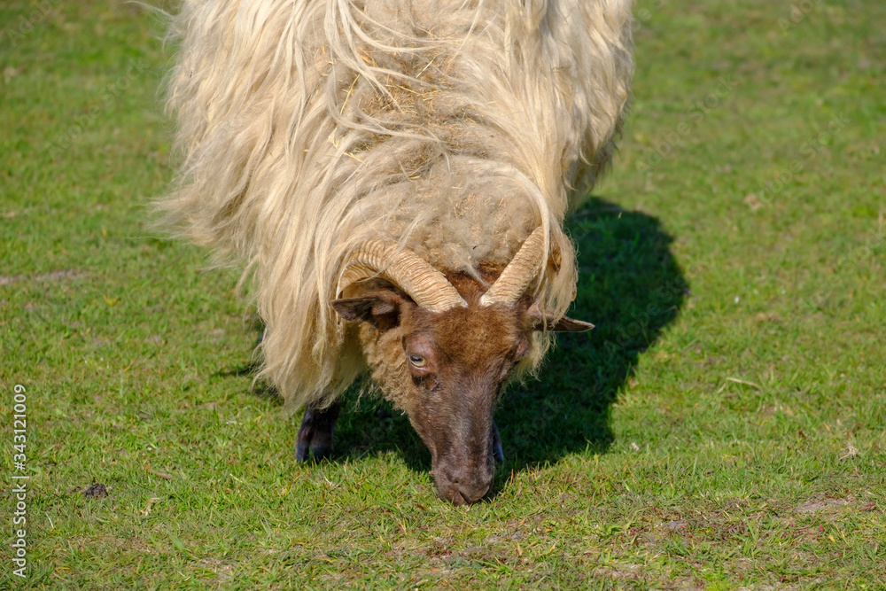 Fototapeta premium Dutch Heather sheep on a field, eating grass, portret of horned head. Springtime in the sun., Friesland, the Netherlands