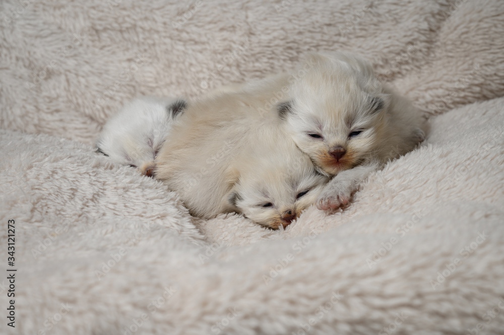 Newborn British Longhair White Kittens Sleeping on a Plaid