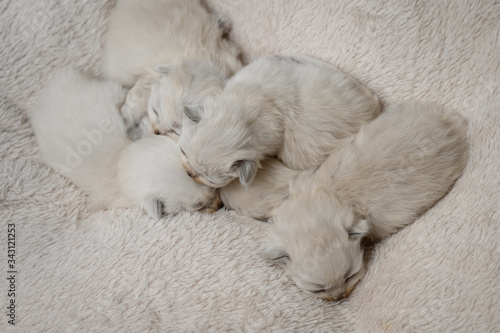 Newborn British Longhair White Kittens Sleeping on a Plaid © flywish
