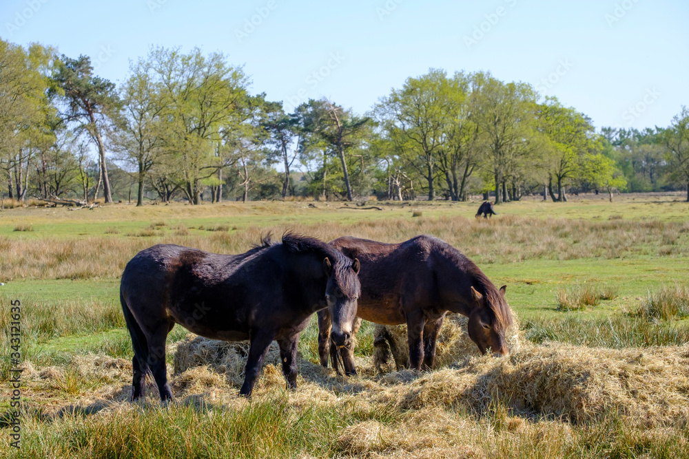 Two Exmoor ponies eat hay in a wooded landscape, one ponie in the background. Friesland, the Netherlands Two Exmoor ponies eat hay in a wooded landscape, one ponie in the background. Friesland, the Netherlands