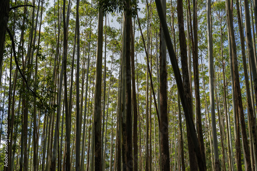high trees in a beautiful asiatic forest in Ella  Sri Lanka