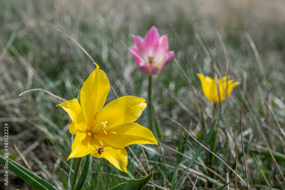 Bright spring flowers. Wild yellow and lilac tulips