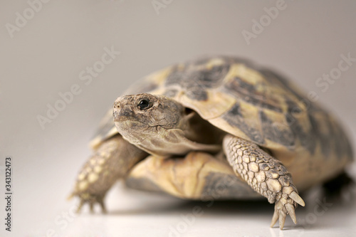 tartaruga con a fuco la testa e il resto del corpo sfocato , isolata su sfondo bianco photo