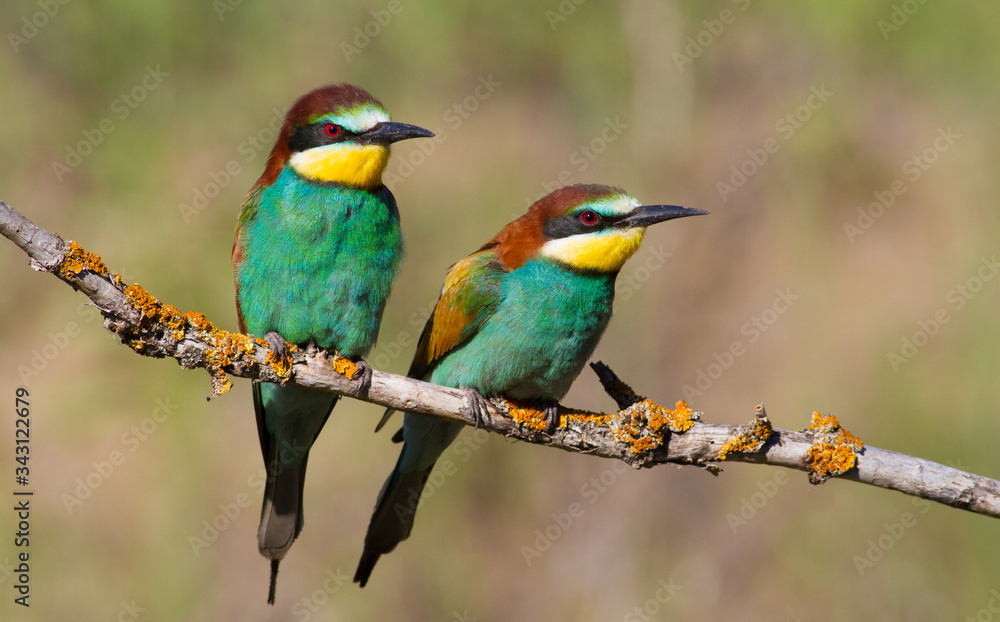 Merops apiaster, common bee-eater, еuropean bee eater. Early morning a family of birds sits on an old dry branch Merops apiaster, common bee-eater, еuropean bee eater. Early morning a family of birds sits on an old dry branch