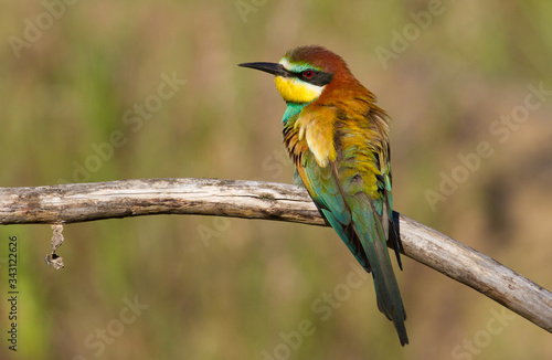 Merops apiaster, common bee-eater, еuropean bee eater. Early morning a bird sits on an old beautiful dry branch