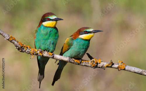 Merops apiaster, common bee-eater, еuropean bee eater. Early morning a family of birds sits on an old dry branch