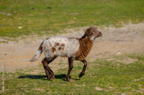 Dutch Heath sheep. two white lambs are happily jumping on a sunny morning in the grass  small horns. Friesland  the Neherlands