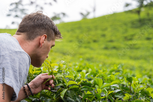 young man smells ceylon leaves on tea plantation in Ella, Sri Lanka