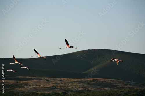 Fenicotteri rosa in volo e sul retro le montagne