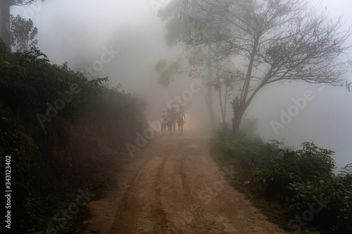 people walk in the fog forest in Sri Lanka
