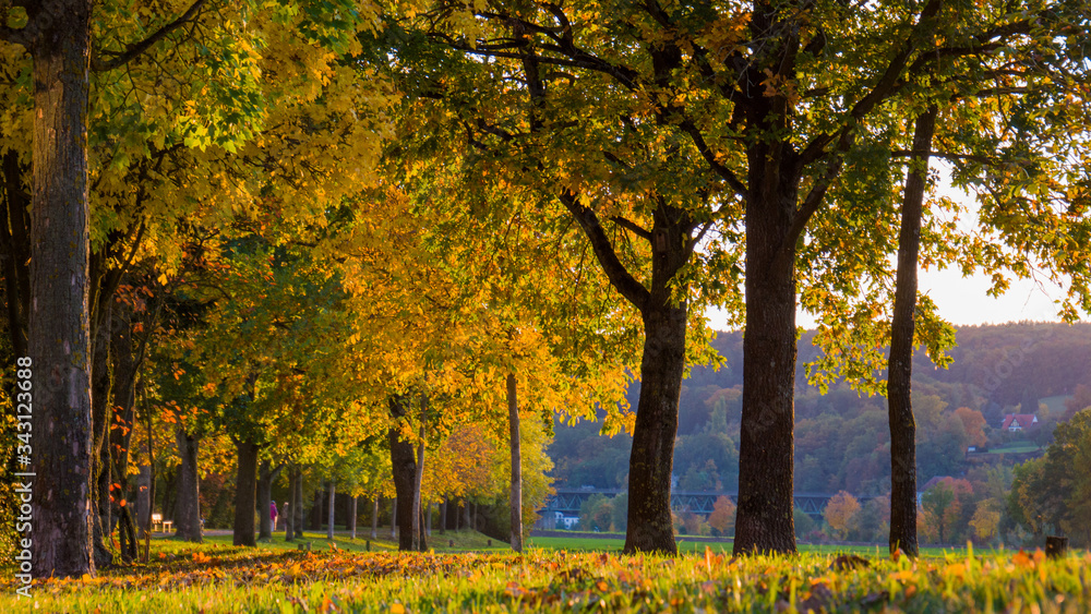 Herbstlandschaft an der Allee mit goldenen Bäumen