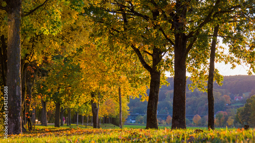 Herbstlandschaft an der Allee mit goldenen B  umen