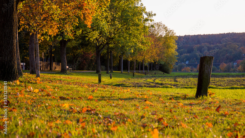 Goldene Herbstlandschaft mit Bäumen der Allee