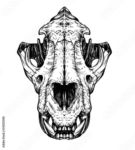 Tiger / cat  skull on white background