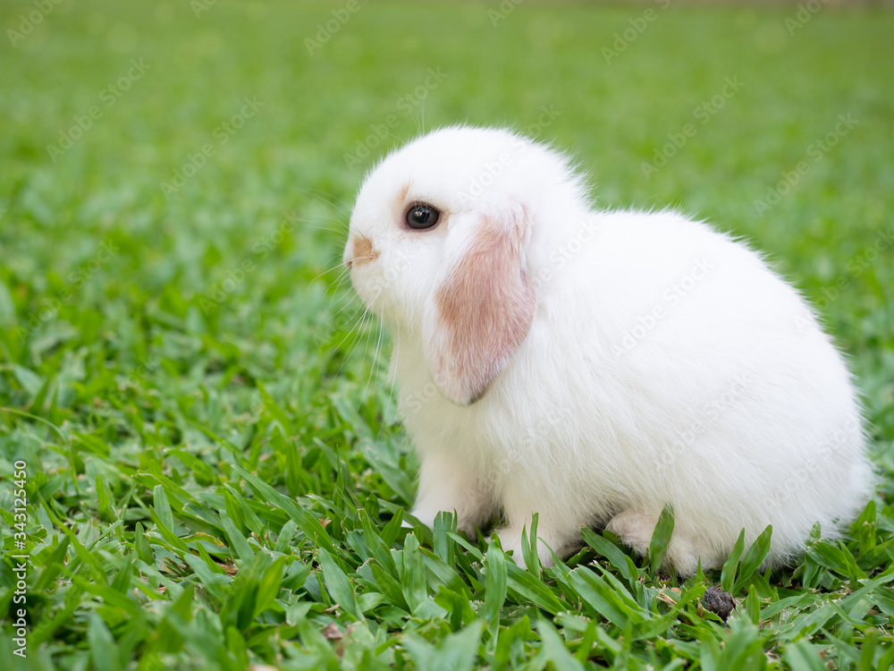 Cute baby holland lop white and brown rabbit sitting on the green grass. Lovely action of baby rabbit.