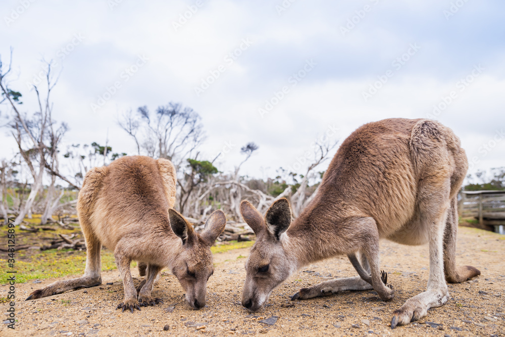 Kangaroos in Phillip Island Wildlife Park, Australia. Kangaroos in Phillip Island Wildlife Park, Australia.