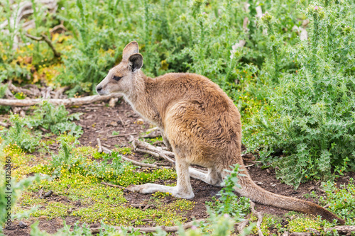 Kangaroos in Phillip Island Wildlife Park, Australia. © Korradol