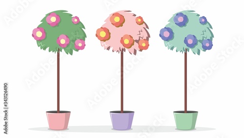 Three flowerpots in pots. Bright flowers on a vegetable crown. Three color schemes