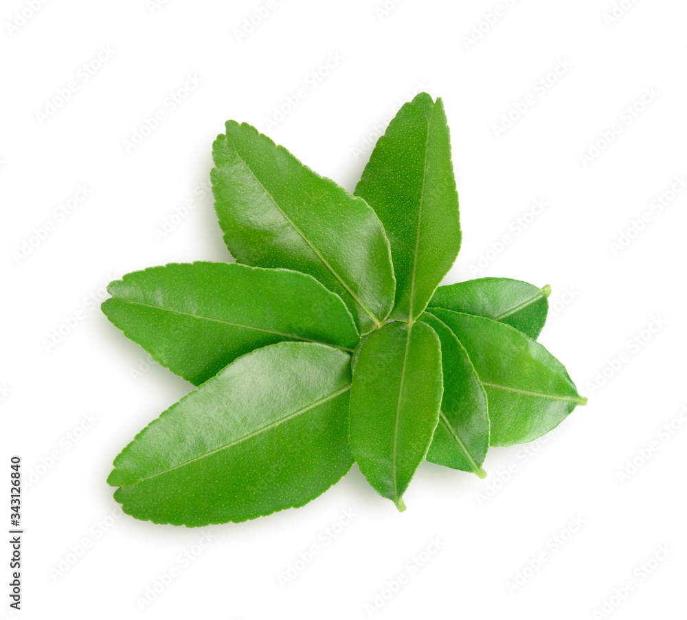 Green leaf, Bergamot Leaf (kaffir lime) isolated on white background Green leaf, Bergamot Leaf (kaffir lime) isolated on white background