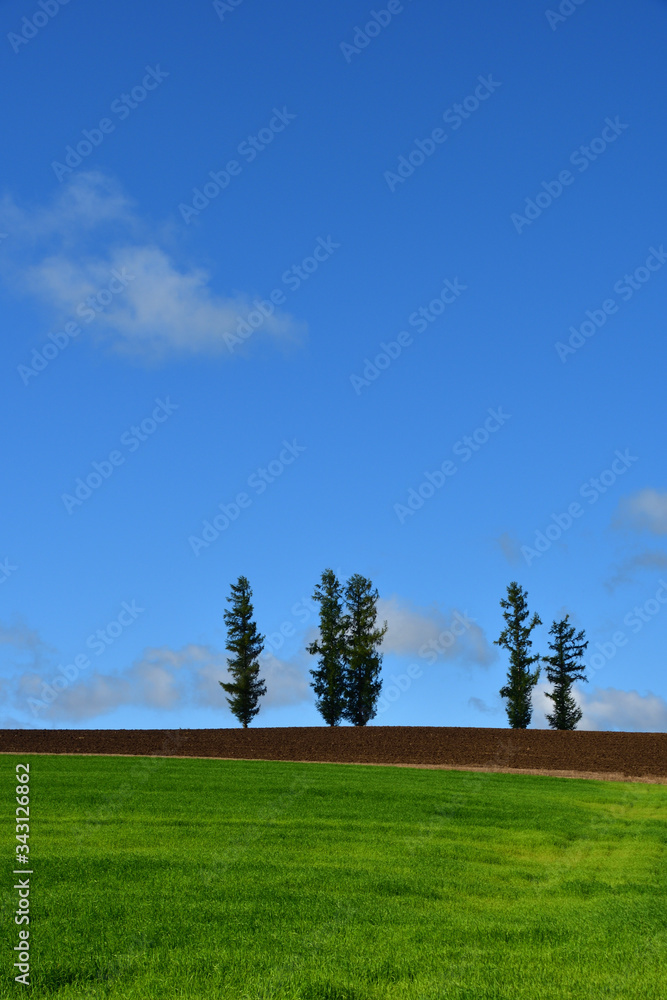 Fototapeta premium マイルドセブンの丘