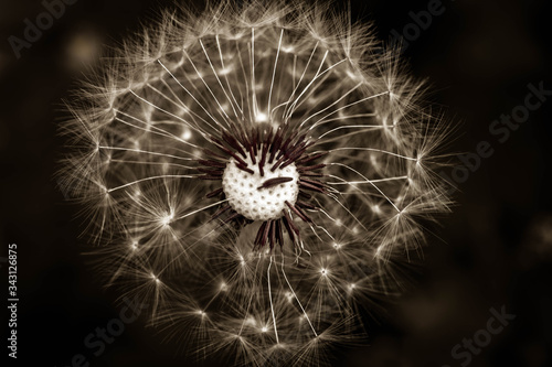 Close up Dandelion seed heat. Spring flowers.