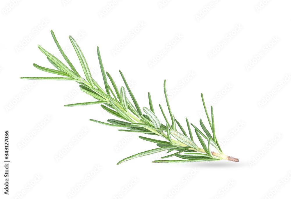 Rosemary isolated on white background. Rosemary isolated on white background.