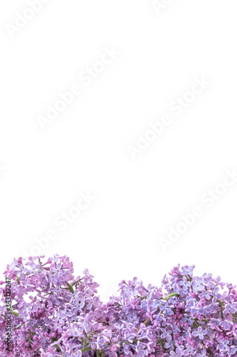 Fototapeta Naklejka Na Ścianę i Meble -  lilac flowers on a white background