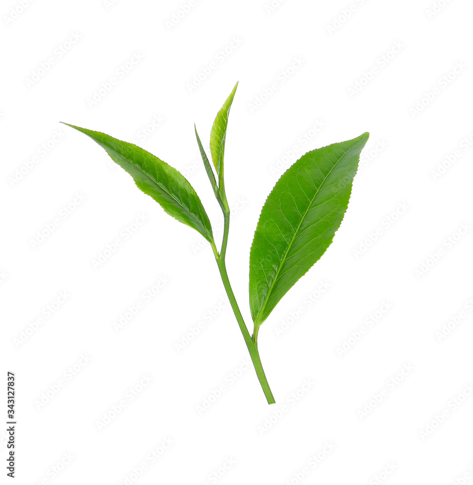 Green tea leaf isolated on white background Green tea leaf isolated on white background