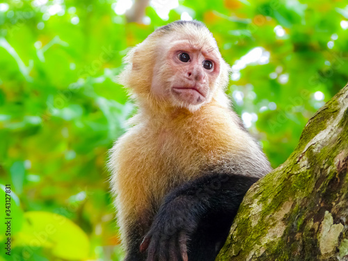 White-faced capuchin monkey, Manuel Antonio National Park, Quepos, Costa Rica photo