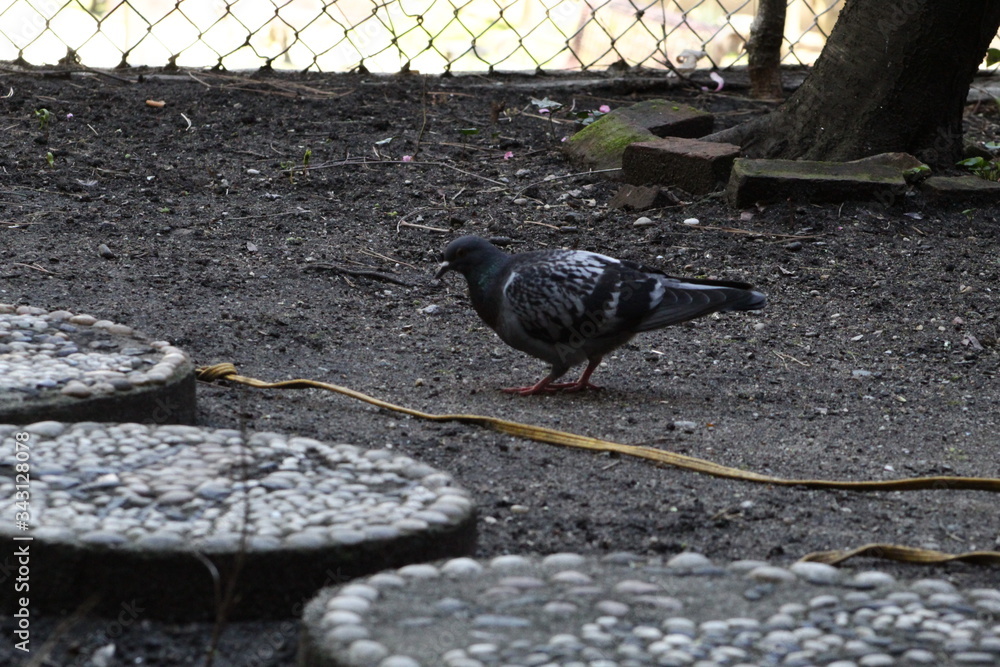 oldpigeon