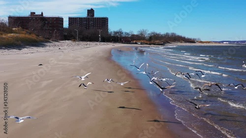 a low shot which dolly in & tilts down towards seagulls sunbathing on the beach. The camera shows the shoreline & some apartment buildings near the beach. The sky is blue & it was shot in Brooklyn, NY photo