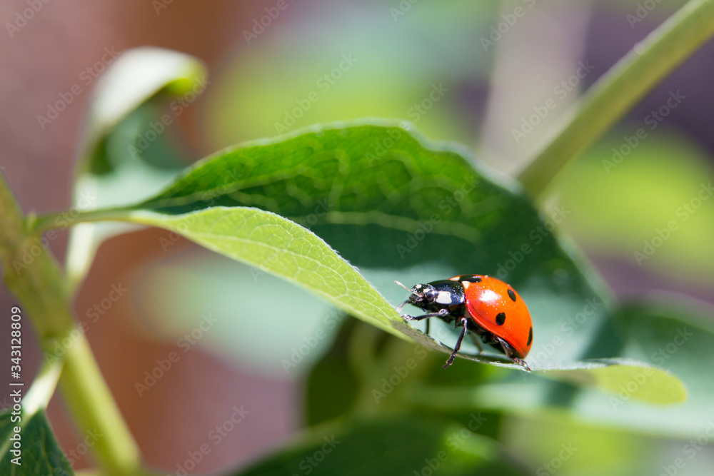 Red ladybug walks on a green leaf of a young plant under sunlight close up in spring. Red ladybug walks on a green leaf of a young plant under sunlight close up in spring.