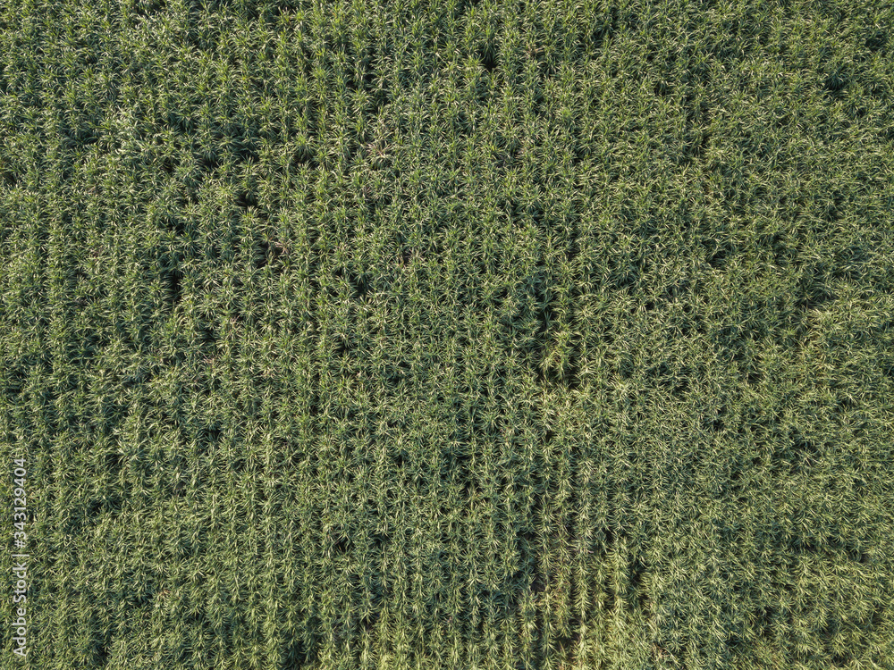 Arial view of sugarcane fields growing in afternoon with shadow of cloud and nature background. concept agriculture Arial view of sugarcane fields growing in afternoon with shadow of cloud and nature background. concept agriculture