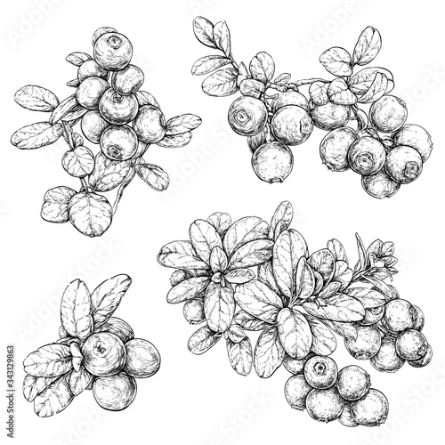 Hand drawn set with cowberries. Forest berry. Eco food vector illustration Isolated on white