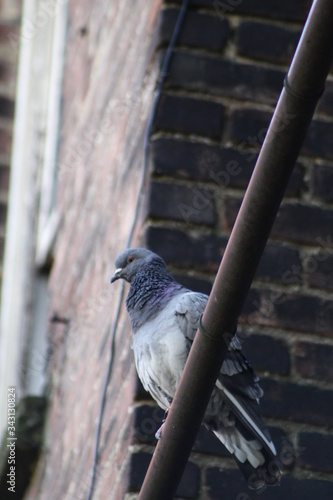 Obraz na płótnie resident pigeon w salonie