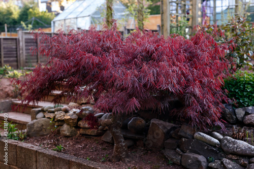 Red foliage of the weeping Laceleaf Japanese Maple tree, Acer palmatum in garden