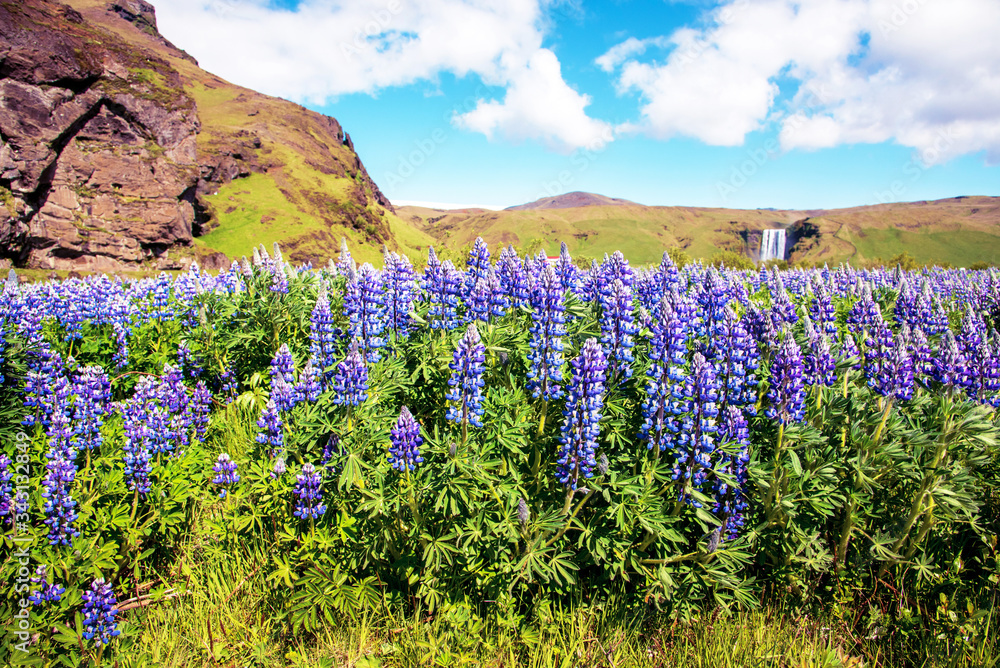 Magical majestic dramatic scenic landscape with lupine flowers on background of waterfall Skogafoss in Iceland. Exotic countries. Amazing places.