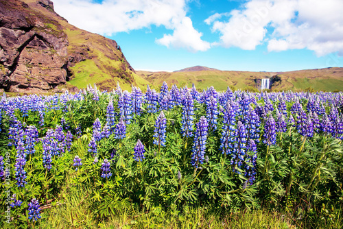 Obraz na płótnie Magical majestic dramatic scenic landscape with lupine flowers on background of waterfall Skogafoss in Iceland. Exotic countries. Amazing places. w salonie