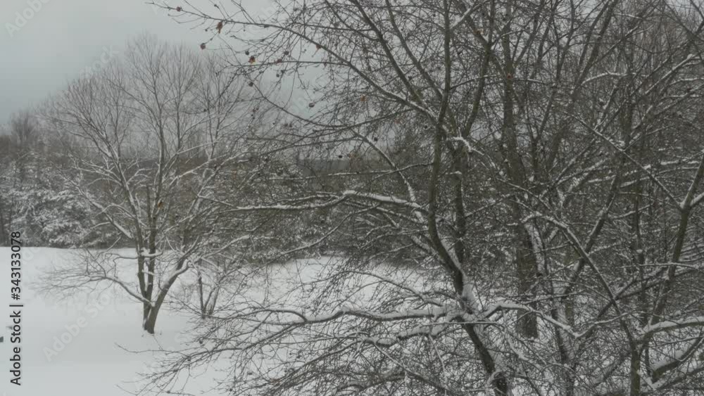 4K - Perfectly Snow Covered Trees in a Field 4K - Perfectly Snow Covered Trees in a Field