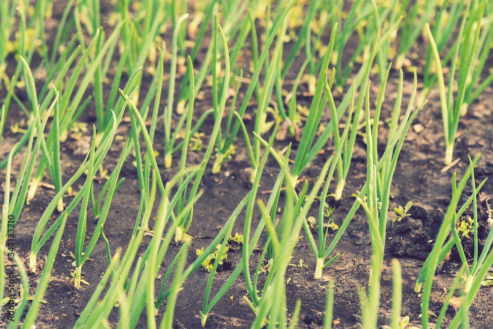 Onion plantation in the vegetable garden. green onions growing in the garden. close-up of onion plantation after the watering. toned Onion plantation in the vegetable garden. green onions growing in the garden. close-up of onion plantation after the watering. toned