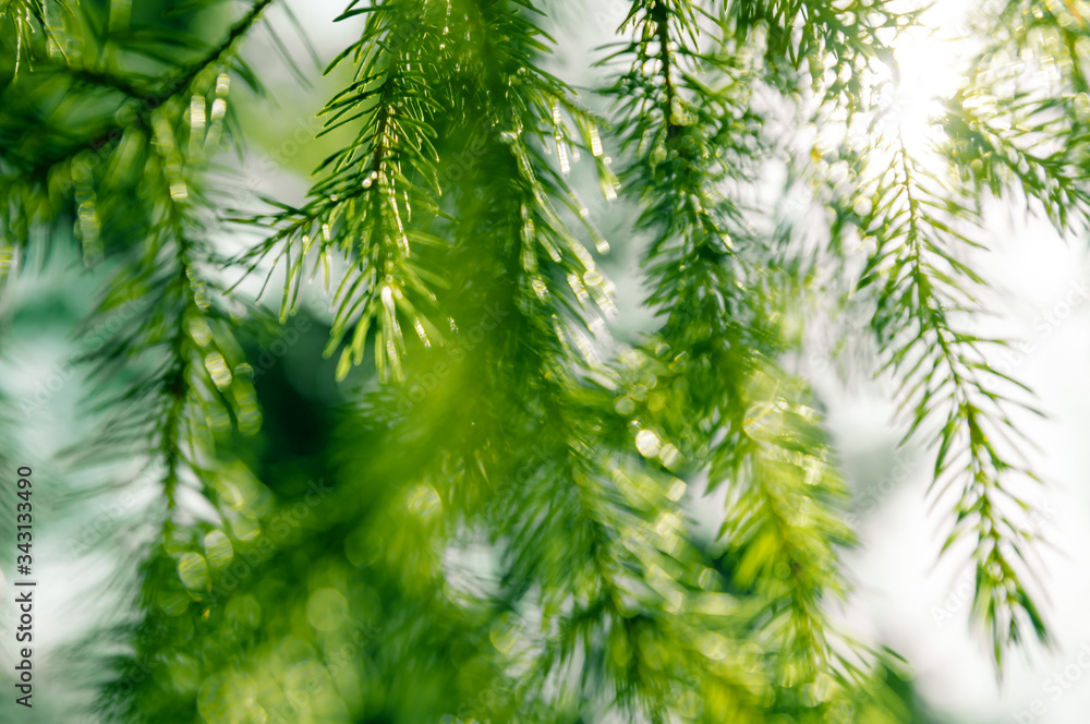 The rays of the sun in the spring forest. The rays of the sun in the spring forest.